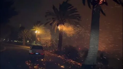US: Flames Ignite Palm Trees at Pepperdine University as Franklin Fire Ra... Stock Footage 295426020