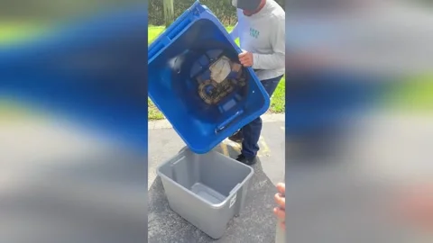 US: Florida Man Confronts 7-Foot Boa Constrictor Resting In Driveway 動画素材 330145599