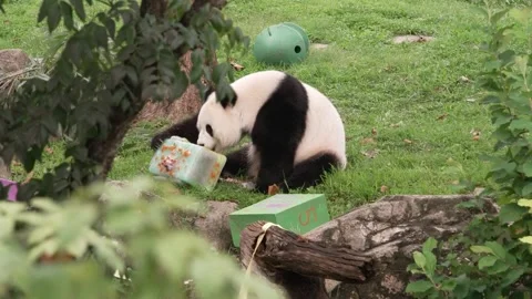 US: Giant panda Qing Bao spends fifth birthday at Smithsonian zoo Stock Footage 345571311