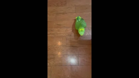 US: Green parrot wanders around house making sounds Stock Footage 292865427