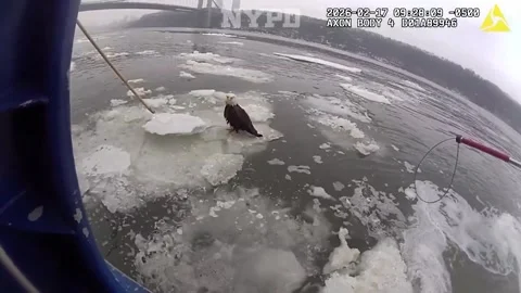 US: Injured bald eagle rescued by NYPD Harbor Unit on Hudson River Stock Footage 329178359