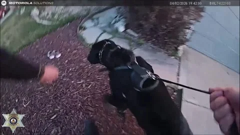 US: K9 Hero Locates Missing Child In Minutes During Urgent Park Search Stock Footage 332745634