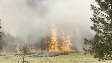 US: Kaiser Canyon Fire Explodes Across Washington Forests As Flames Race ... Stock Footage 340435138