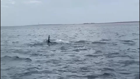 US: Killer Whale Pod Develops Unique Hunting Skills to Target Whale Shark... Video stock 293855459