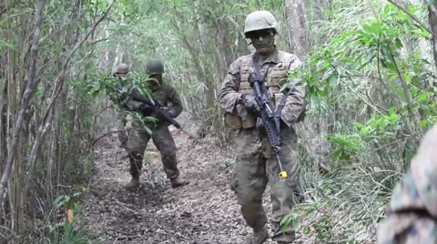 U.S. Marines Training in Jungle - Unit of marines walk through brush Stock Footage 40440397