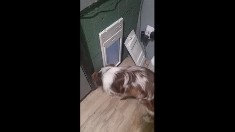 US: Miniature Australian Shepherd opens electronic dog door in South Caro... Video stock 330122196