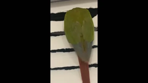 US: Parrot caught chewing blinds in Santa Rosa Beach, Florida, USA Stockbeeldmateriaal 294769568