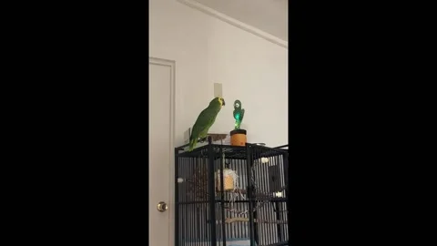 US: Parrot plays with dancing cactus toy in Santa Rosa, Florida, USA Stock Footage 295589093