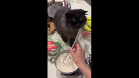 US: Persian cat tries to help with baking in Dallas, Texas, USA Stock Footage 336260122