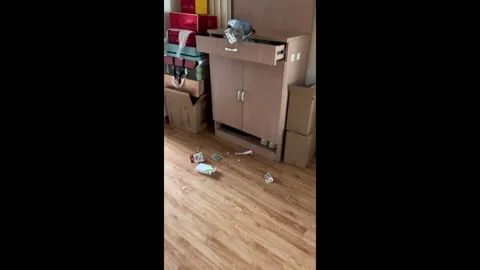 US: Pet parrot causes mess in Beijing, China Stock Footage 320573246
