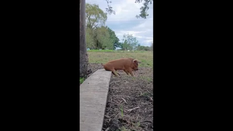 US: Piglet Shows Off Its Unique Way of Getting Down Stock Footage 340183627