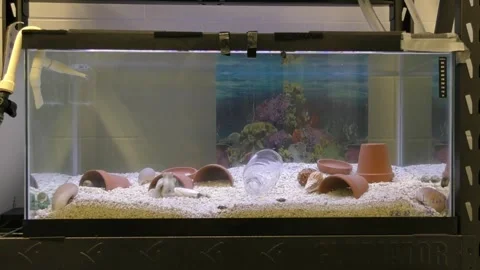 US: Plastic Chemical Hijacks Octopus Hunting And Threatens Marine Life Stock Footage 329590409