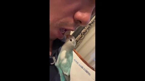 US: Playful interaction between owner and parrot in Beijing, China Stock Footage 322790053