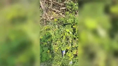 US: Python sneaks into central India$s residential area, rescued by snake ca... Stock Footage 289738281