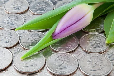 US quarters 库存照片