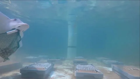 US: Scientists Unlock Hidden Ocean Kill Sounds Using Artificial Intellige... Stock Footage 336295782