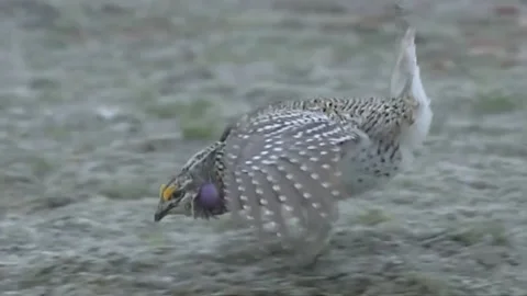 US: Sharp-Tailed Grouse Male Stomps Feet And Flutters Wings To Impress A Par... Stock Footage 287772862