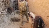 U.s. Soldiers Entering Houses In Afghanistan Stock Footage