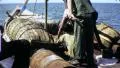 US Soldiers Searching Sampans Vietnam War 1968 Vintage GI Home Movie Film 6460 HD Footage