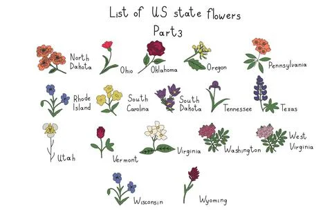US state flowers Stock Illustration