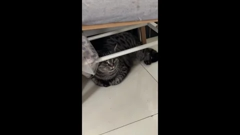 US: Tabby cat hisses then snorts like a pig in Beijing, China Stock Footage 320862622