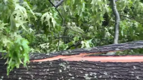 US: Thunderstorm Downs Large Tree In Little Rock, Arkansas Stock Footage 276527256