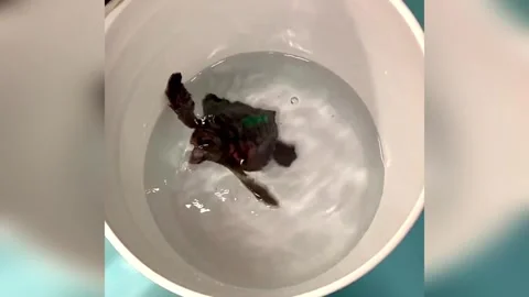 US: Tiny Turtle Dances While Scientists Expose Secret Of Earths Magneti... Video stock 321609323