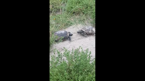 US: Tortoise Mating Ritual and Interaction Stock Footage 340250654