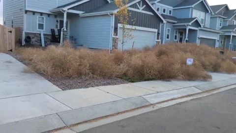 Tumbleweeds overrun Utah neighborhood following strong winds