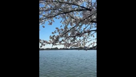 US: Washington D.C. Cherry Blossoms Reach Peak Bloom at Tidal Basin Stock Footage 331557149