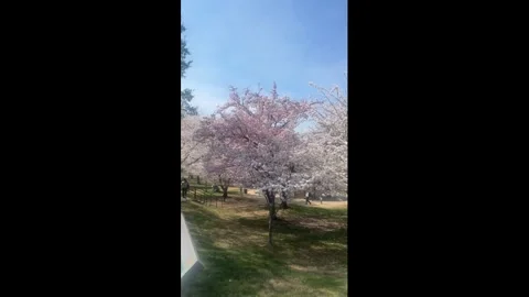 US: Washington D.C. Cherry Blossoms Reach Peak Bloom 2 Stock Footage 331576157