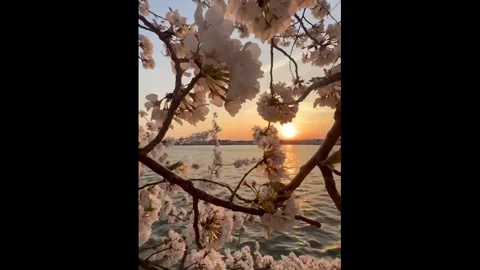 US: Washington D.C. Cherry Blossoms Reach Peak Bloom 3 Stock Footage 331614598
