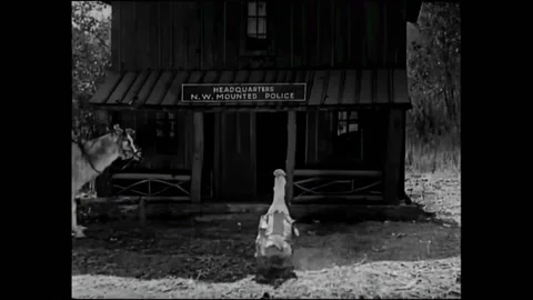 USA - 1924 - In this silent comedy starring monkeys, a goose reports a murder to Stock Footage 323258758
