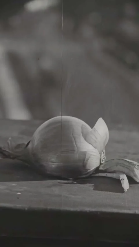 USA - 1925 - In this silent comedy, a dog gets dizzy after eating an onion atop Stock Footage 340329191