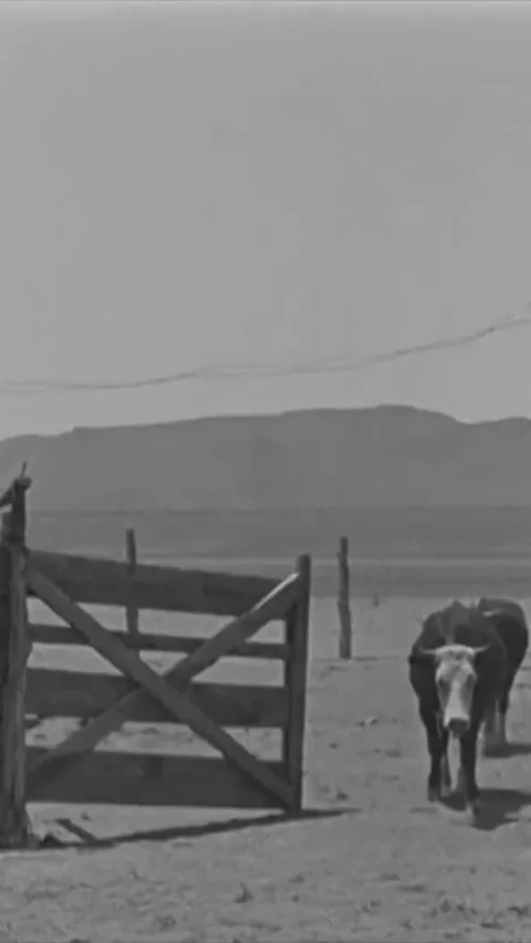 USA - 1925 - In this silent comedy, ranchers tell a gullible cowboy (Buster Stock Footage 342995184