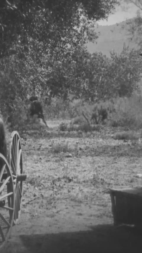 USA - 1925 - In this silent western, thieves start to split up the spoils from a Video stock 340304037