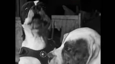 USA - 1927 - In this silent comedy, a boy stops his depressed dog from hanging Stock Footage 296398664