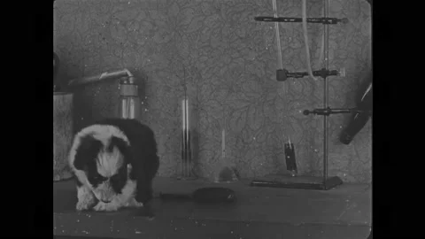 USA - 1928 - In this silent comedy, a scientist uses an elixir to transform Stock Footage 277345252