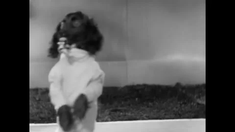 USA - 1929 - In this comedy, a touchdown is scored in a football game played by Stock Footage 340662543