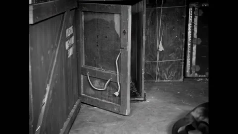 USA - 1932 - In this comedy, a monkey gets free from its cage on a train and 스톡 동영상 323259224