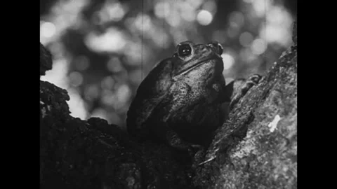 USA - 1935 - In this comedy, an explorer is startled when a frog jumps into his Stock Footage 340661264