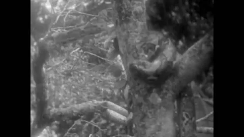USA - 1936 - In this adventure film, a python knocks an Indigenous man Stock Footage 268964357