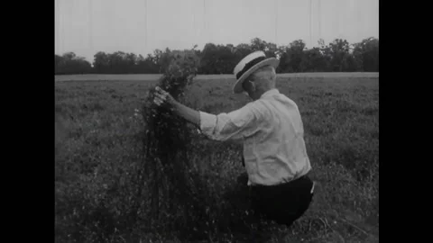 USA - 1937 - A farmer pulls plants up in a field. A tractor collects crops of Stock Footage 327744200