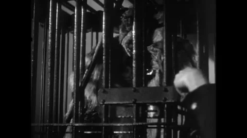 USA - 1939 - In this comedy horror, a gorilla is shown in a cage and is let out. Stock-Footage 341975276