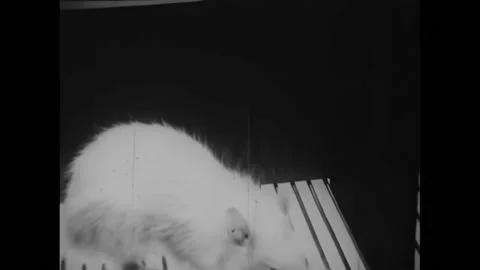 USA - 1948 - A rat explores an experimental cage with a food delivery system. It Stock Footage 327748747