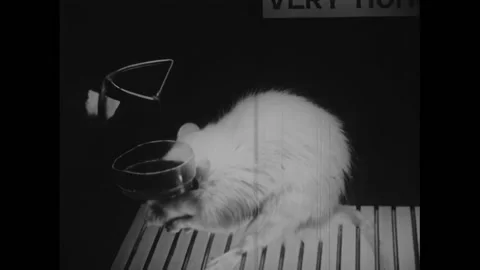 USA - 1948 - A rat pulls on a lever to deliver food in an observation cage. It Stock Footage 327744859