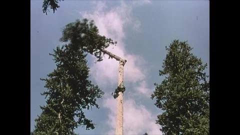 USA - 1949 - The timber industry contributes to the manufacturing of cigarettes, Stock Footage 341345007