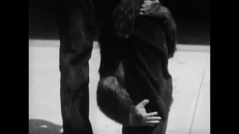 USA - 1950 - In this comedy, a chimpanzee gets sprayed with a fire hose and Stock Footage 340577044