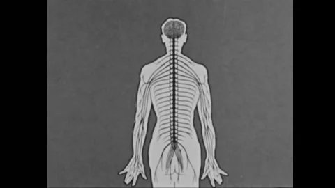 USA - 1950s - A basic outline of the human nervous system is given. Video stock 268966063