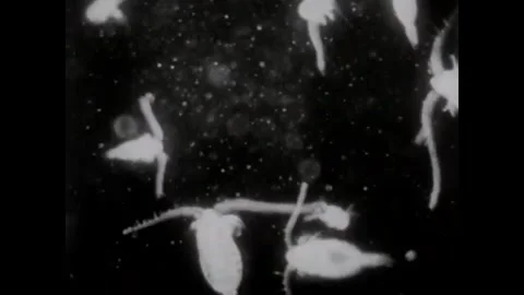 USA - 1950s - A crab preys on cyclops as seen under a microscope. Stock Footage 340657642